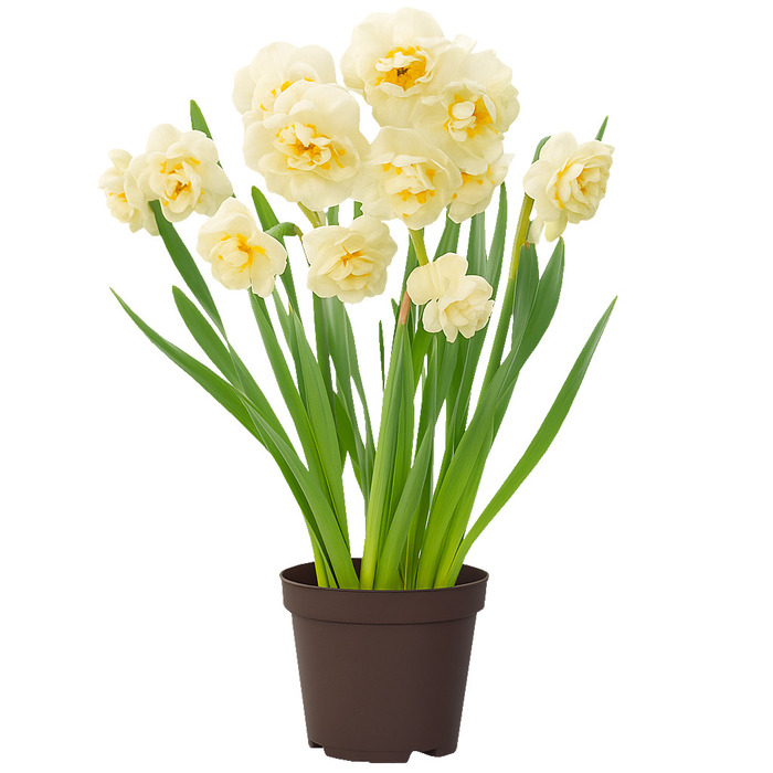 Narcissus Tazett Abba